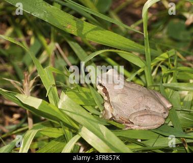 Rückansicht eines japanischen Baumfrosches auf grünem Gras Stockfoto