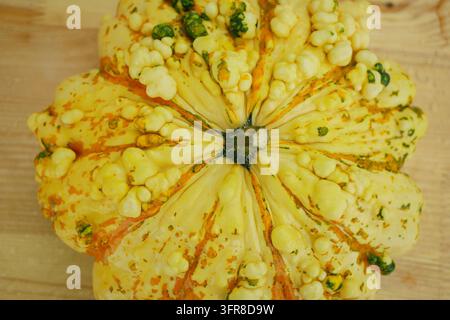 Pattypan Kürbis Patty gelbe Holz Tisch Hintergrund Pfanne Cucurbita Pepo Patissonian Sommer Garten gelbe Kürbis junge reife Früchte mit dem Rest des Y Stockfoto