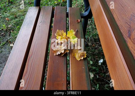 Gelbe Eichenblätter liegen auf einer hölzernen Parkbank, von oben gesehen in der Nähe von Salzburg, Österreich (Quercus) Stockfoto