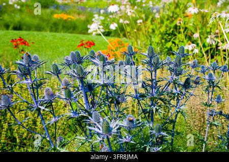 Edeldistel Mannstreu, (Erynggium zabelii) Big Blue Stockfoto