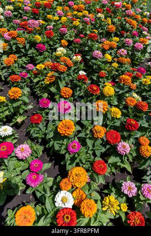 Farbenfrohes Blumenbeet gefüllt mit blühenden Zinnien in den Farbtönen Rot, Orange, Gelb, Rosa und Weiß, Jerewan, Jerewan, Armenien Stockfoto