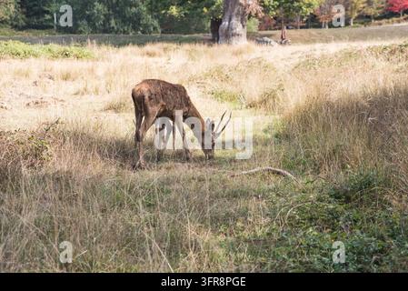 Jagdender junger Hirsch Rotwild (Cervus elaphus) im Richmond Park, Surrey Stockfoto