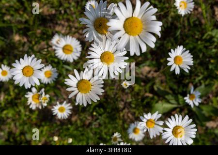 Nahaufnahme von weißen Gänseblümchen, die auf einer grünen Wiese blühen, Lori-Provinz, Haghpat, Armenien Stockfoto