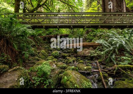 Große Metallbrücke über den Trillium Falls im Redwood-Nationalpark Stockfoto