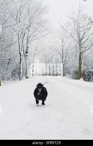 Schwarzer Hund läuft entlang eines verschneiten Pfades zwischen Winterbäumen im Freien. Stockfoto