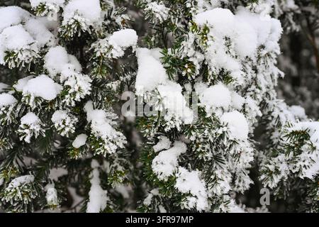 Immergrüne Kiefern, die während kaltem Winterwetter mit Schnee bedeckt sind. Stockfoto