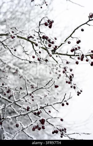 Dunkle Beeren an einem dünnen Ast, der mit Schnee bedeckt ist, in einer Winterlandschaft Stockfoto