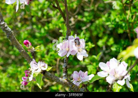Biene, die Apfelblüten an einem Ast bestäubt, Nahaufnahme Stockfoto