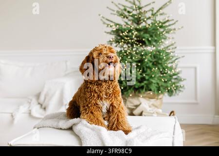 Ein junger brauner Labradoodle sitzt stolz vor einem geschmückten Weihnachtsbaum. Süßer Welpe spielt zu Hause, Neujahrsdekoration im Inneren. Stockfoto