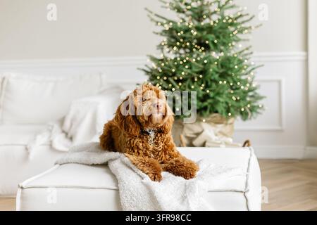 Ein junger brauner Labradoodle sitzt stolz vor einem geschmückten Weihnachtsbaum. Süßer Welpe spielt zu Hause, Neujahrsdekoration im Inneren. Stockfoto