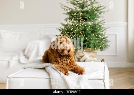 Ein junger brauner Labradoodle sitzt stolz vor einem geschmückten Weihnachtsbaum. Süßer Welpe spielt zu Hause, Neujahrsdekoration im Inneren. Stockfoto