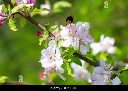 Biene auf Apfelbaumblüten Makroaufnahme Stockfoto