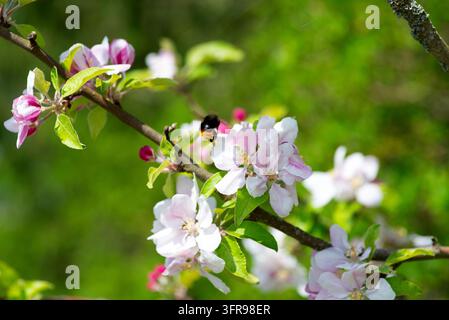 Biene auf Apfelbaumblüten Makroaufnahme Stockfoto