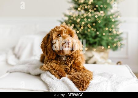 Nahaufnahme-Porträt eines jungen braunen Labradoodle-Hundes, der stolz vor einem geschmückten Weihnachtsbaum sitzt. Süßes Welpenspiel zu Hause, Neujahrsdekoration Stockfoto