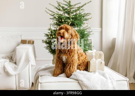 Nahaufnahme-Porträt eines jungen braunen Labradoodle-Hundes, der stolz vor einem geschmückten Weihnachtsbaum sitzt. Süßes Welpenspiel zu Hause, Neujahrsdekoration Stockfoto
