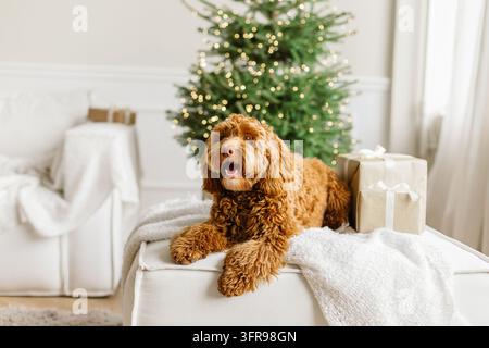 Ein junger brauner Labradoodle sitzt stolz vor einem geschmückten Weihnachtsbaum. Süßer Welpe spielt zu Hause, Neujahrsdekoration im Inneren. Stockfoto
