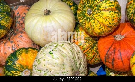 Eine farbenfrohe Mischung aus Herbstkürbissen und Zierkürbissen, mit lebhaften orangefarbenen, glatten cremefarbenen und strukturierten grün-gelb gemusterten Sorten. Stockfoto