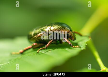 Makro-Nahaufnahme eines metallisch grünen Rosenkäfers (Protaetia cuprea), der auf einem lebendigen grünen Blatt in Kiew, Ukraine, sitzt Stockfoto
