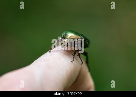 Nahaufnahme eines metallisch grünen Rosenkäfers (Protaetia cuprea), der an einem menschlichen Finger an einem sonnigen Sommertag in Kiew, Ukraine, kriecht Stockfoto