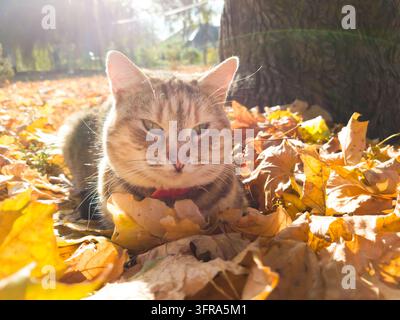 Süße getigerte Katze mit streng zusammengekniffenen grünen Augen und skeptischem Blick, die auf gefallenen Ahornblättern in einem gemütlichen Herbstgarten liegt. Lustiges Haustierporträt für Haustiernahrung, Haustierpflege, Tierarzt- und Adoptionsblogs. Stockfoto