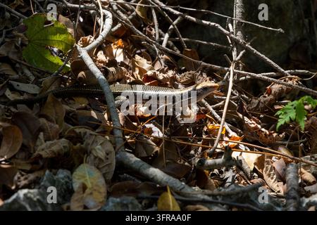 Ein Skinkechse verschmilzt mit dem trockenen Laub und den abgefallenen Ästen auf dem Waldboden, Melaky, Petit Tsingy, Madagaskar Stockfoto