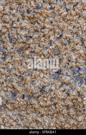 Nahaufnahme der rauen, strukturierten Rinde eines Baobabstamms, Menabe, Morondava, Madagaskar Stockfoto