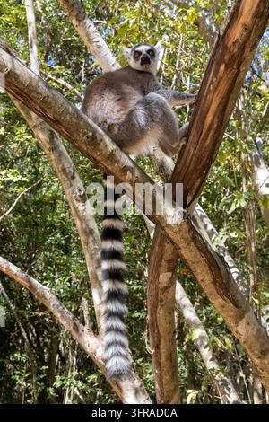 Ein Ringkatzlemur hält sich mit seinem langen, geringelten Schwanz an einem Baumstamm fest, der herabhängt, Ihorombe, Isalo, Madagaskar Stockfoto