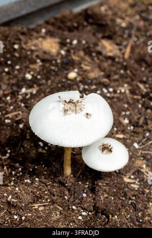 Grünsporiger Parasolpilz wächst in einem Hochbeet im Südwesten Floridas. Stockfoto