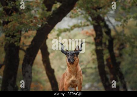 Belgischer Malinois posiert mit dekorativen Geweihen zwischen Bäumen im Herbstwald. Saisonales Kostüm schafft ein verspieltes Halloween-Tierporträt im Freien. Stockfoto