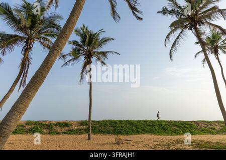 Mann geht einen grasbewachsenen Dünenpfad entlang, der mit Palmen gesäumt ist, Maritime Region, Aneho, Togo Stockfoto