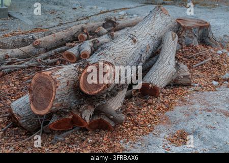 Haufen von geschnittenen Baumstämmen und Ästen nach dem Baumfällen in einem städtischen Gebiet, gefallene Blätter bedecken den Boden Stockfoto