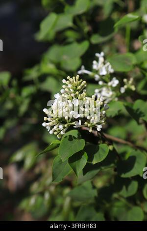 Ein blühendes weißes Fliederblütenbüschel an einem Zweig im Freien im Frühling, umgeben von grünen Blättern. Die kleinen weißen Blüten und hellgelben Knospen bilden de Stockfoto