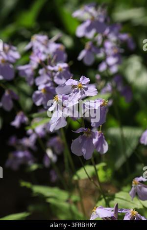 Im Freien im Frühling blühen zarte helllila chinesische Veilchenkresse-Blüten in Büscheln im Sonnenlicht, mit weichen Blütenblättern und verschwommenem Hintergrund, zeigen Stockfoto