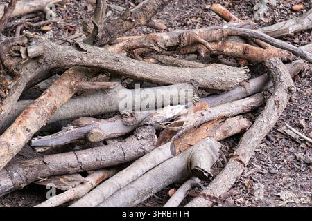 Nahaufnahme eines Haufens trockener Baumzweige und geschnittener Baumstämme, die auf dem Boden verstreut liegen, mit rauer Rinde und natürlichen Holztexturen, die gesammeltes Brennholz zeigen Stockfoto