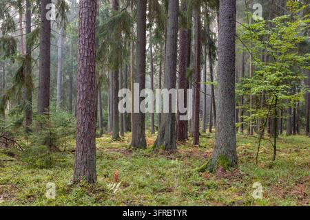 Alter Waldboden bedeckt mit grünem Moos und Blaubeersträuchern, umgeben von hohen, geraden Baumstämmen, die in den weichen Morgennebel verschwinden Stockfoto