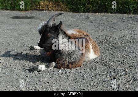 Eine langhaarige Hausziege mit gebogenen Hörnern ruht auf Kies in Island. Stockfoto