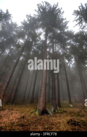 Niedriger Blick auf aufragende Nadelbäume in einem nebligen Wald mit dunklen Stämmen, nebligen Baumwipfeln und einem moosigen Waldboden, der eine ruhige, mysteriöse Atmosphäre schafft Stockfoto