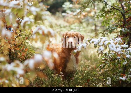 Nova Scotia Duck Tolling Retriever steht zwischen Herbstvegetation, die leicht mit Schnee bedeckt ist. Gemischte saisonale Farben schaffen eine malerische Waldwanderung und Stockfoto
