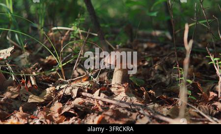 Essbarer Pilz Boletus wächst in einer natürlichen Waldumgebung zwischen gefallenen Blättern und grünem Gras Stockfoto