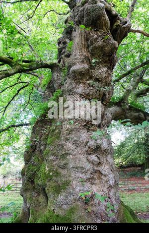 Ein massiver, knorriger und verknoteter Stamm eines alten Süßkastanienbaums (Castanea Sativa) mit stark strukturierter Rinde auf einem Feld. Stockfoto