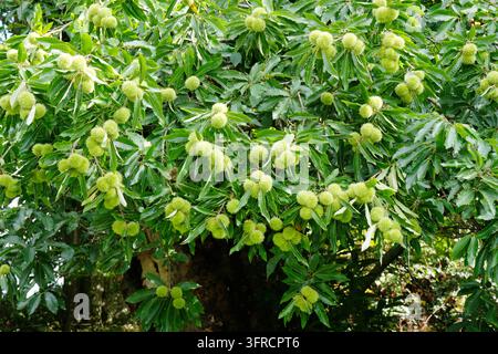 Grüne stachelige Schalen und gezackte Blätter gruppieren sich an einem Süß kastanienbaum (Castanea Sativa) im frühen Herbst. Stockfoto