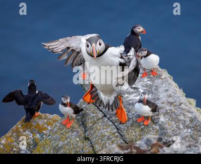 Atlantik-Macke landet auf einer felsigen Klippe mit einer Kolonie von Macken über dem blauen Ozean. Eine Atlantik-Macke breitet die Flügel aus und landet auf einem moosigen Klippenfelsen neben einem Stockfoto