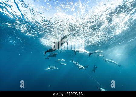 Gepardeter Delfin springt in ein Sardinenbank an der sonnenbeschienenen Oberfläche Stockfoto