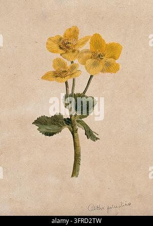 Sumpfdotterblume oder Königsküchen (Caltha palustris): blühender Stängel. Aquarell Stockfoto