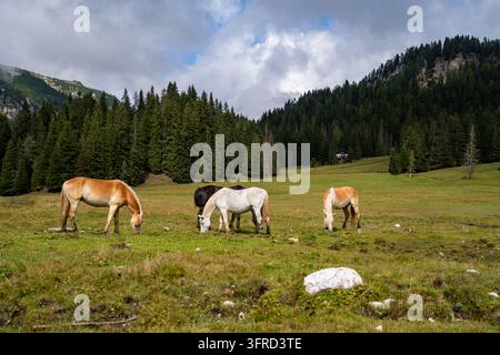 Eine kleine Herde Pferde grast auf einer üppigen grünen Weide, umgeben von dichten Kiefernwäldern in den Dolomiten, Italien. Eine traditionelle Berghütte steht auf t Stockfoto