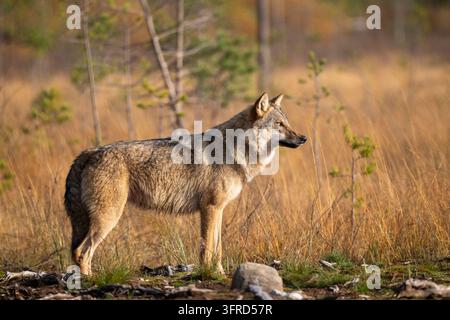 Nahaufnahme eines Wolfes, Finnland Stockfoto