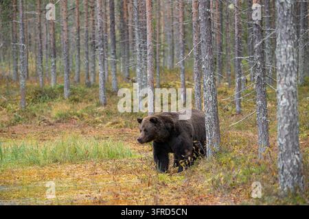 Europäischer Braunbär, Finnland Stockfoto