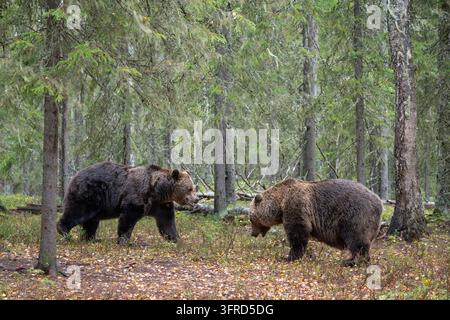 Paar Europäischer Braunbären, Finnland Stockfoto