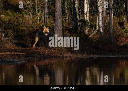 Junger europäischer Wolf, Finnland Stockfoto