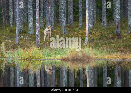 Wolf, der sich in einem Teich spiegelt, Finnland Stockfoto